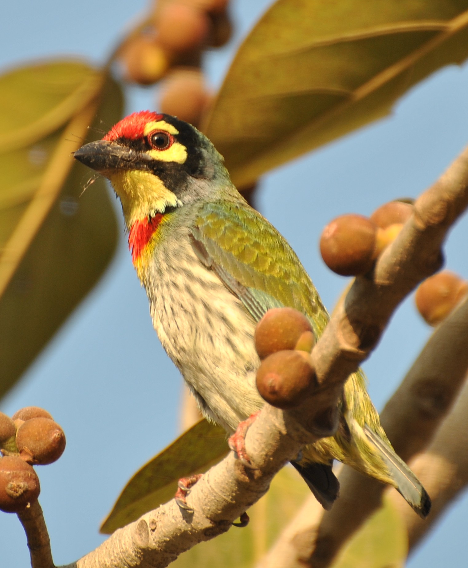 Coppersmith Barbet