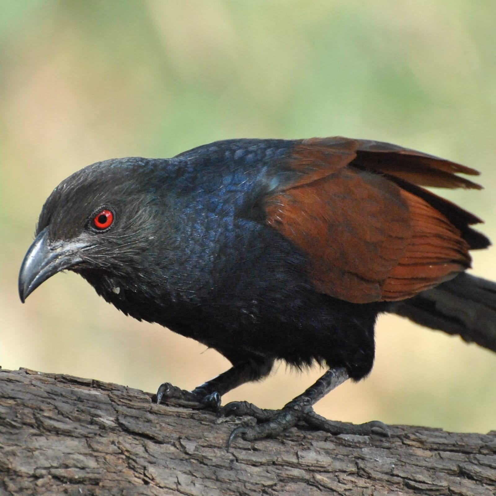 Greater Coucal