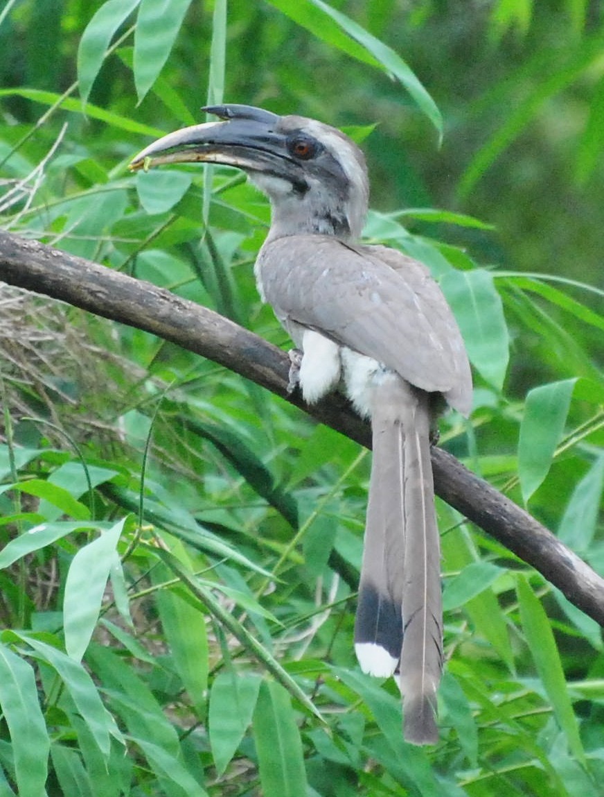 Indian Grey Hornbill