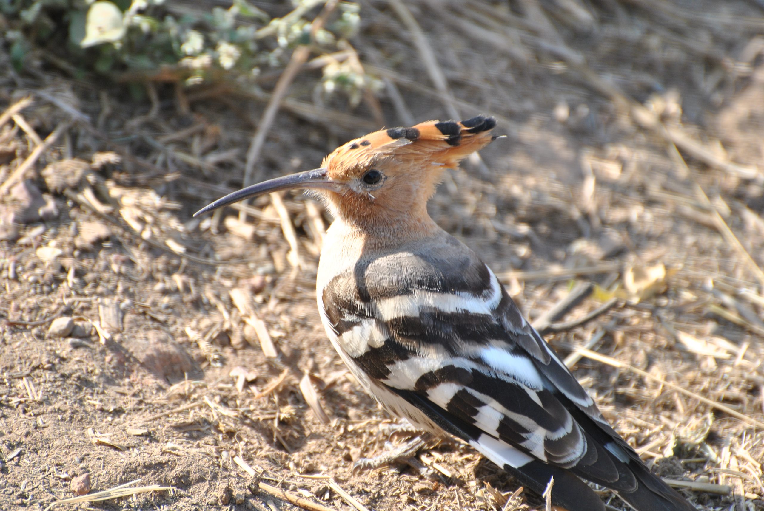 Indian Hoopoe