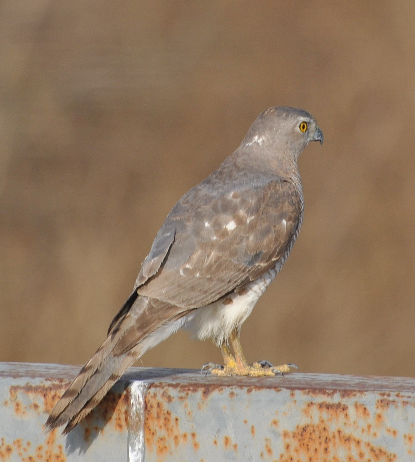 Shikra