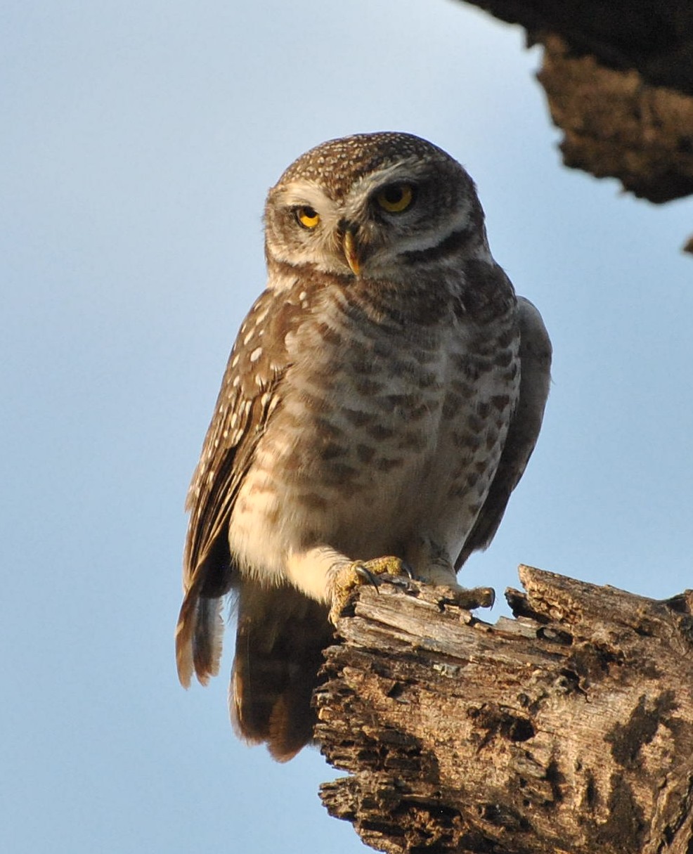 Spotted Owlet